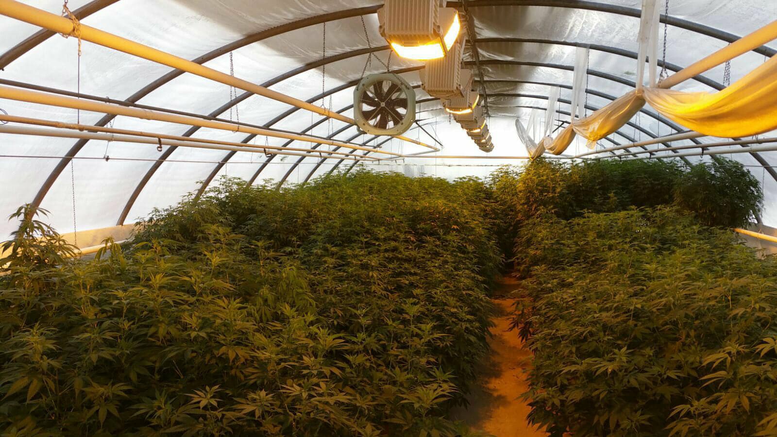 leriff-achat-en-gros-de-boutures-de-cannabis-cbd-18 Boutures de Cannabis CBD