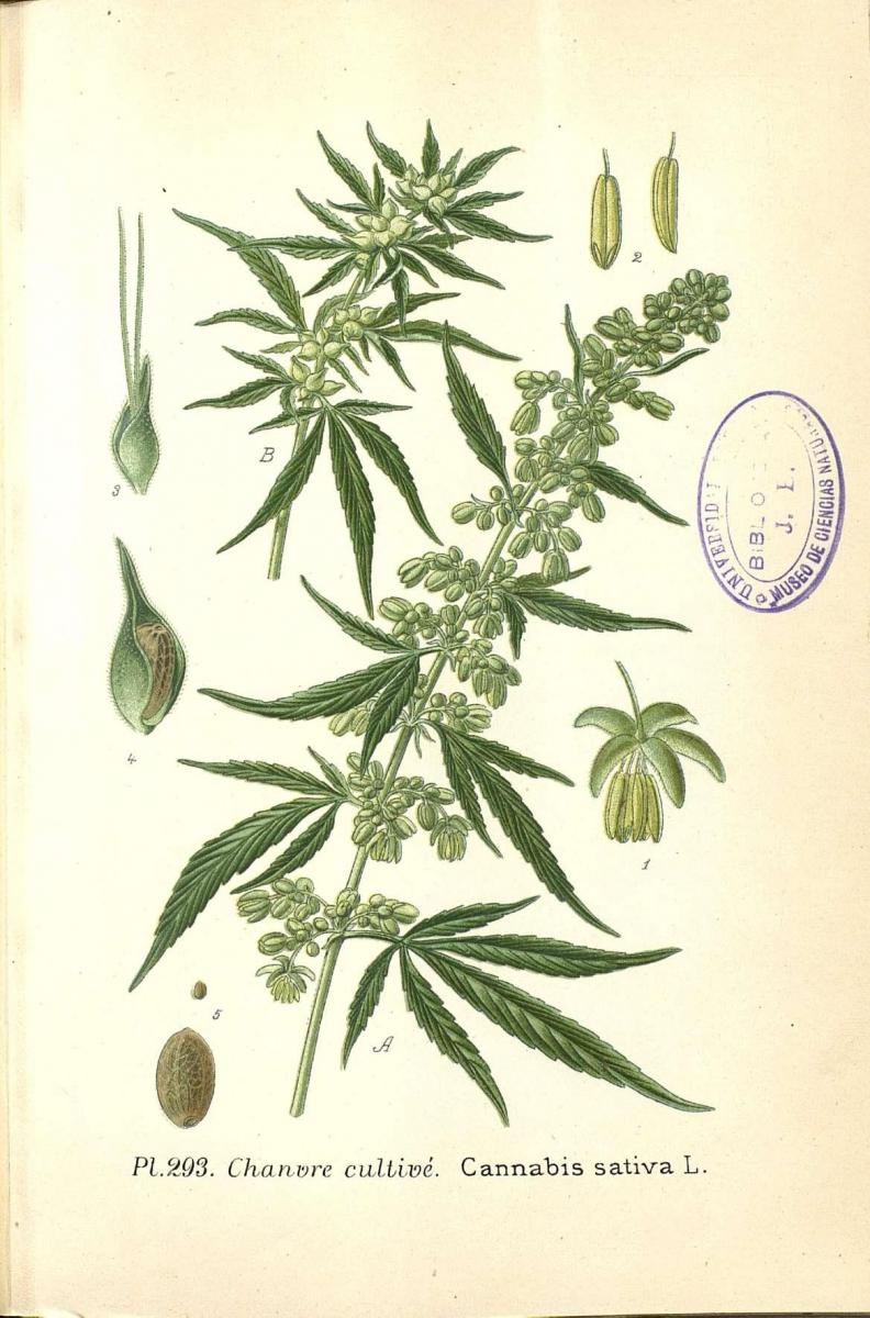 Cannabis-Sativa-LeRiff.ch-cbd-weed-marij