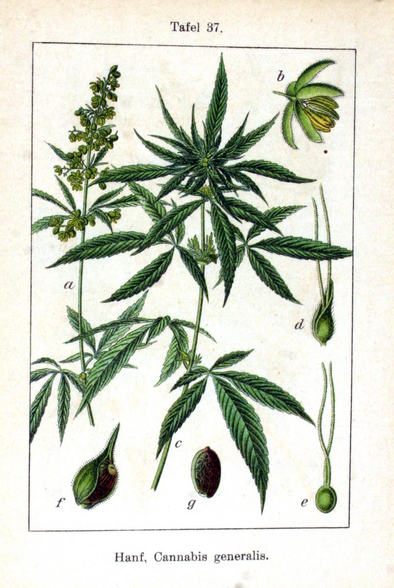 Cannabis-Sativa-LeRiff.ch-cbd-weed-marij