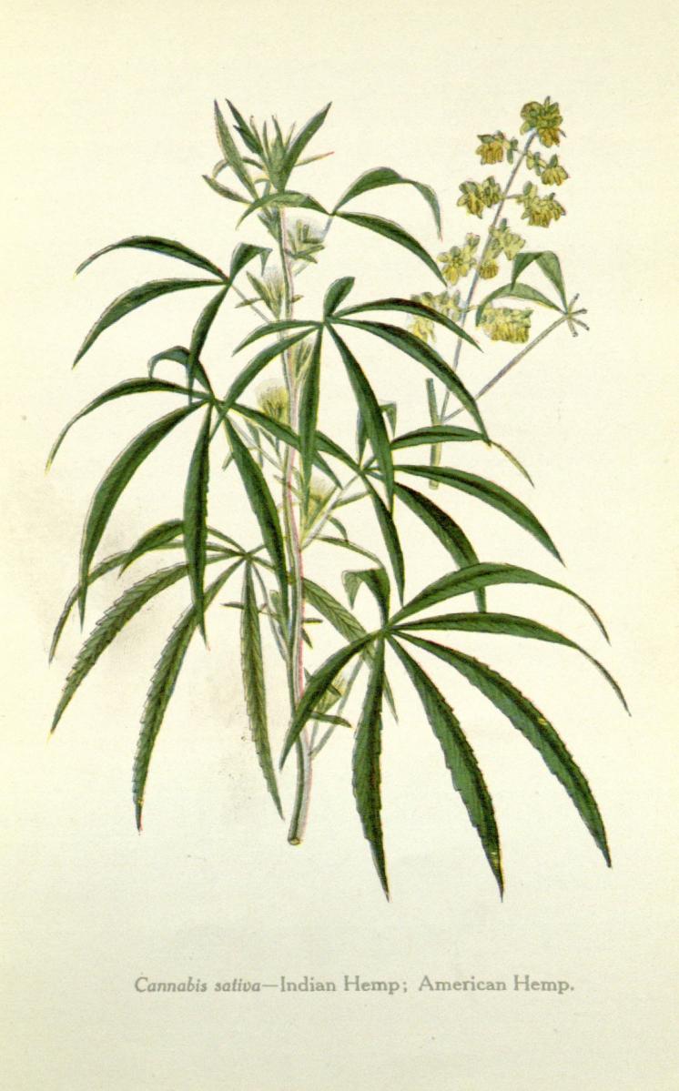 Cannabis-Sativa-LeRiff.ch-cbd-weed-marij