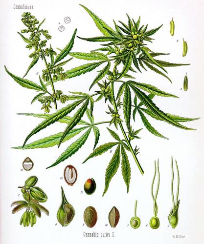 Cannabis-Sativa-LeRiff.ch-cbd-weed-marijuana-03