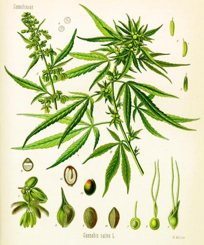 Cannabis-Sativa-LeRiff.ch-cbd-weed-marijuana-04