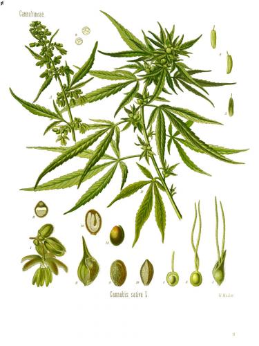 Cannabis-Sativa-LeRiff.ch-cbd-weed-marijuana-06