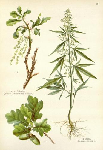 Cannabis-Sativa-LeRiff.ch-cbd-weed-marijuana-15