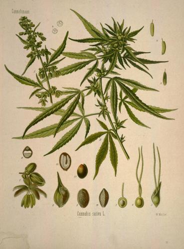 cbdsuisse-cbd-cannabisculture-cbdlife-cannabismedicinal-swisscbd-cannabis-marijuana-weed-hemp-swisscannabis-cannabislegal-swissmade-medicalmarijuana-cbdhemp-cbdhanf-swisshemp-01
