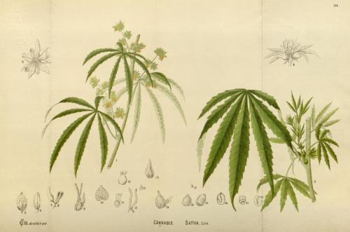 cbdsuisse-cbd-cannabisculture-cbdlife-cannabismedicinal-swisscbd-cannabis-marijuana-weed-hemp-swisscannabis-cannabislegal-swissmade-medicalmarijuana-cbdhemp-cbdhanf-swisshemp-06