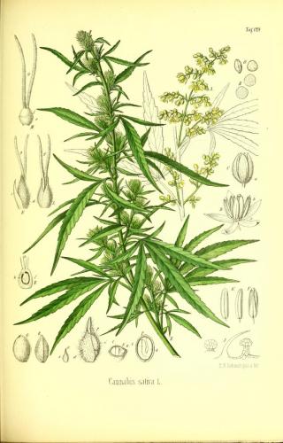 cbdsuisse-cbd-cannabisculture-cbdlife-cannabismedicinal-swisscbd-cannabis-marijuana-weed-hemp-swisscannabis-cannabislegal-swissmade-medicalmarijuana-cbdhemp-cbdhanf-swisshemp-37