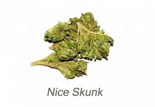 nice-skunk