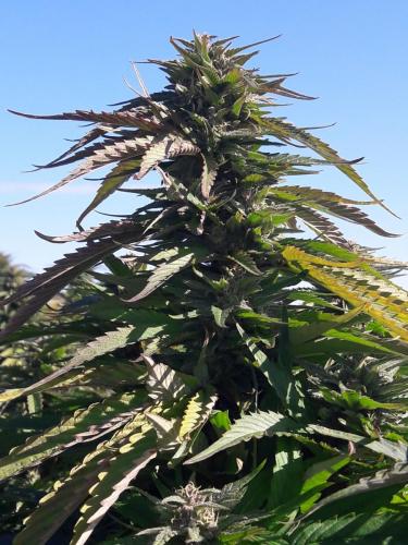 thc-cbd-europa-venengros-vente-leriff-livraison-greenhouse-outdoor-culture-grossiste-01