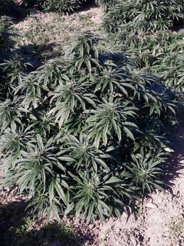 thc-cbd-europa-venengros-vente-leriff-livraison-greenhouse-outdoor-culture-grossiste-04