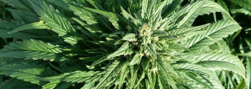 thc-cbd-europa-wholesaling-venengros-vente-leriff-livraison-greenhouse-outdoor-culture-grossiste-1400-500-05