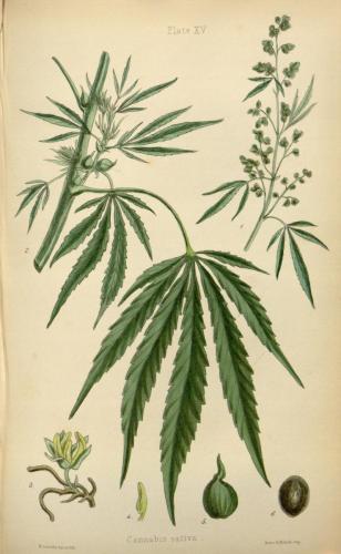 Cannabis-Sativa-LeRiff.ch-cbd-weed-marijuana-01