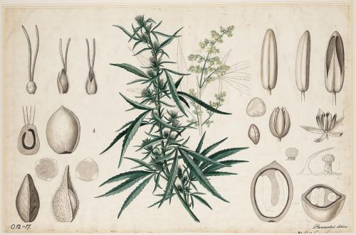 Cannabis-Sativa-LeRiff.ch-cbd-weed-marijuana-13