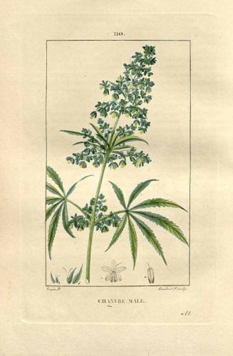 Cannabis-Sativa-LeRiff.ch-cbd-weed-marijuana-20