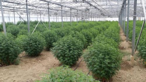 cbd-leriff-cannabis-weed-suisse-05