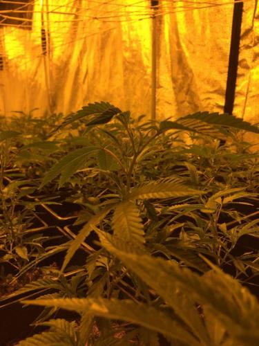 leriff-achat-en-gros-de-boutures-de-cannabis-cbd-weed-03