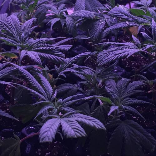 leriff-achat-en-gros-de-boutures-de-cannabis-cbd-weed-09