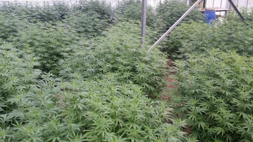 cbd-leriff-cannabis-weed-suisse-017