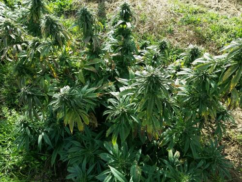 Le Riff - Cannabis Sativa